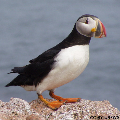 This is a puffin